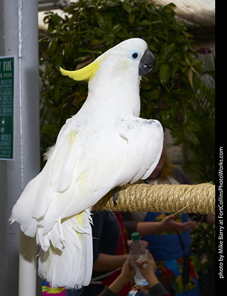 Sulphur Crested Cockatoo