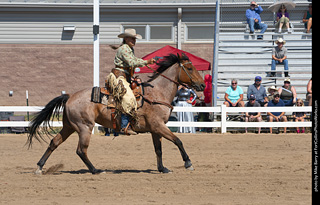 Regulators at the Larimer County Fair 2024