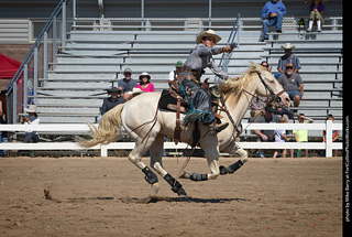 Regulators at the Larimer County Fair 2024