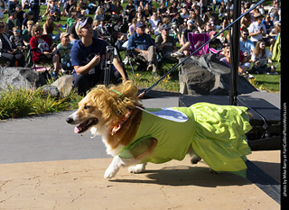 2024 Tour de Corgi - contest