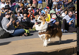 2024 Tour de Corgi - contest