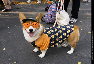 2024 Tour de Corgi - guests