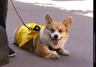 2024 Tour de Corgi - guests