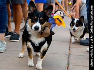 Tour de Corgi - Tour #1