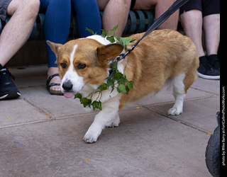 2024 Tour de Corgi - tour