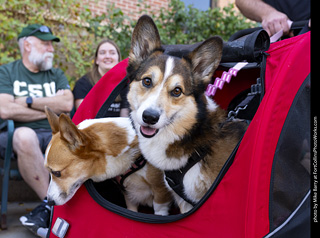 2024 Tour de Corgi - tour