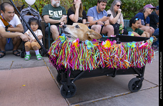 2024 Tour de Corgi - tour