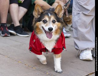 2024 Tour de Corgi - tour