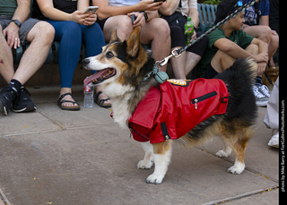 2024 Tour de Corgi - tour