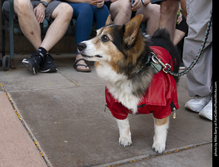 2024 Tour de Corgi - tour