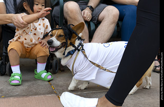 2024 Tour de Corgi - tour