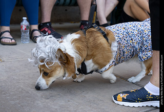 2024 Tour de Corgi - tour