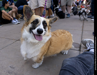 2024 Tour de Corgi - tour