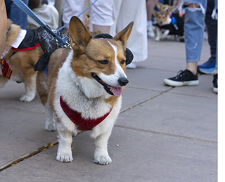 2024 Tour de Corgi - tour