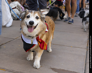 2024 Tour de Corgi - tour