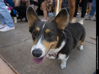 2024 Tour de Corgi - tour