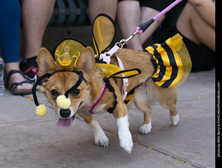 2024 Tour de Corgi - tour