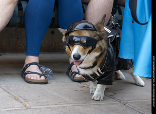 2024 Tour de Corgi - tour