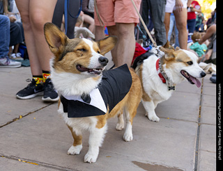 2024 Tour de Corgi - tour