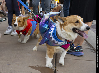 2024 Tour de Corgi - tour