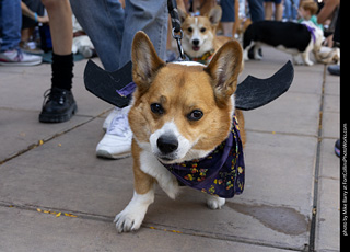 2024 Tour de Corgi - tour