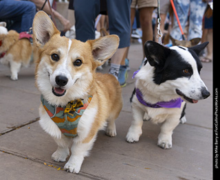 2024 Tour de Corgi - tour