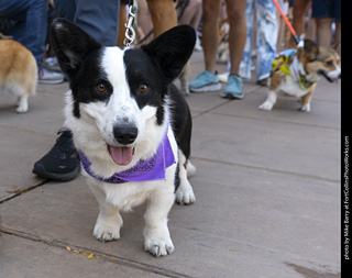 2024 Tour de Corgi - tour