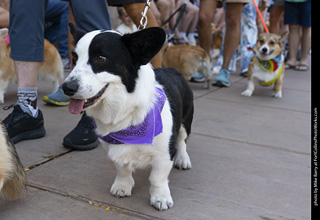 2024 Tour de Corgi - tour