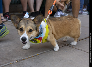 2024 Tour de Corgi - tour