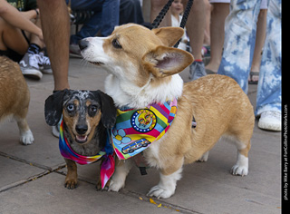 2024 Tour de Corgi - tour