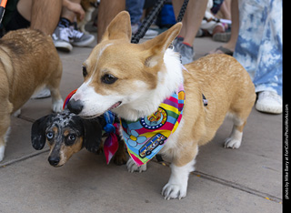 2024 Tour de Corgi - tour