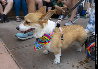 2024 Tour de Corgi - tour