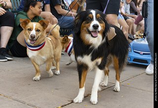 2024 Tour de Corgi - tour