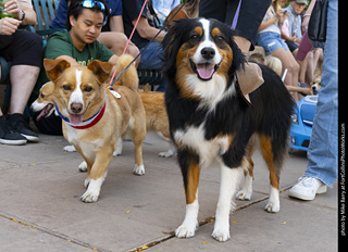 2024 Tour de Corgi - tour