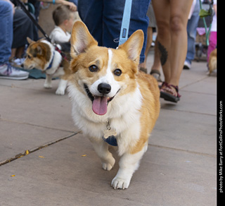 2024 Tour de Corgi - tour