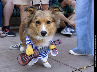 2024 Tour de Corgi - tour