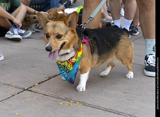 2024 Tour de Corgi - tour