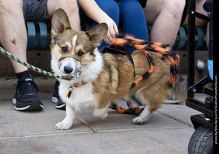 2024 Tour de Corgi - tour