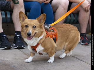 2024 Tour de Corgi - tour