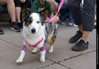 2024 Tour de Corgi - tour