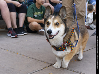 2024 Tour de Corgi - tour