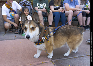 2024 Tour de Corgi - tour