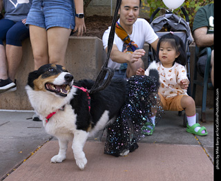 2024 Tour de Corgi - tour