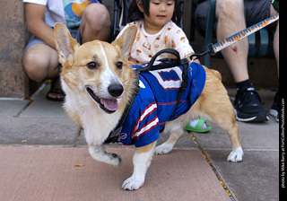 2024 Tour de Corgi - tour