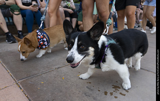 2024 Tour de Corgi - tour