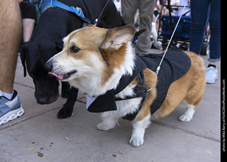 2024 Tour de Corgi - tour