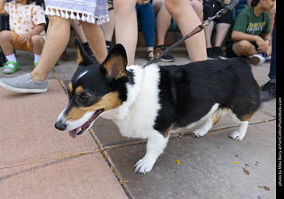 2024 Tour de Corgi - tour