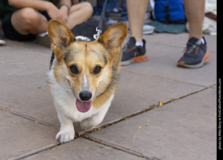 2024 Tour de Corgi - tour