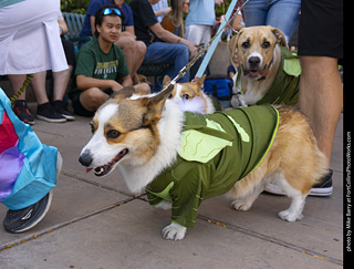 2024 Tour de Corgi - tour