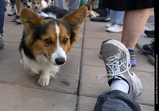 2024 Tour de Corgi - tour